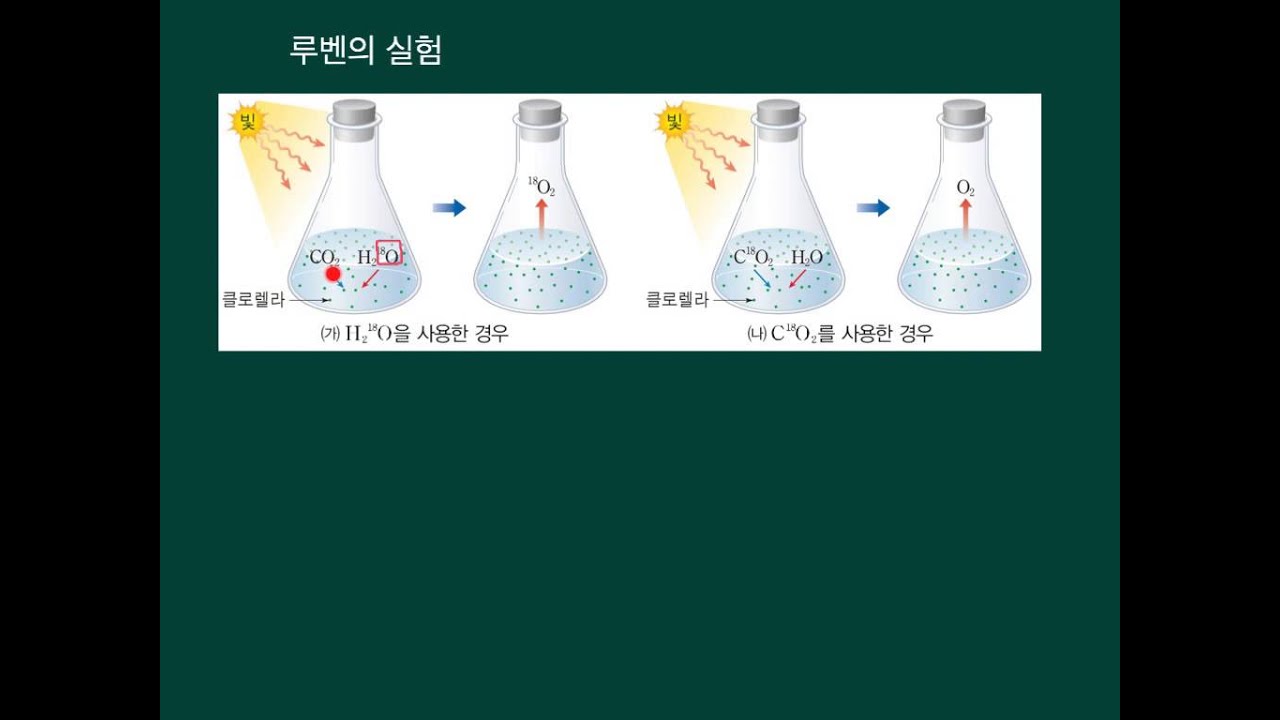 고급 생물학 - 광합성 실험 - Youtube