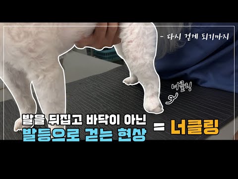 강아지 너클링 현상, 디스크일 수 있어요!