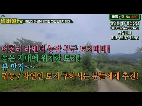 (넘버원tv) 강원도 고성군 간성읍 어천리 토지매매 / 라벤더농장 부근토지매매 / 높은지대 위치 / 귀농 / 자연인 토지 구하시는 분들에게 추천!