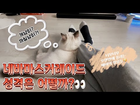 알러지없는 고양이 네바마스커레이드 성격은 어떨까? ㅣ수컷고양이 중성화ㅣ밀린영상 몰아보기😛