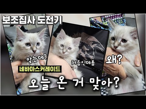 오늘 온 거 맞아...? 갑자기 임시 보호 네바마스커레이드 앞으로의 미래는?