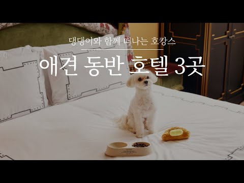 애견동반호텔 3곳 | 강아지와 여행 떠나기 좋은 서울, 인천 호캉스 호텔을 소개합니다. #레스케이프호텔 #오크우드 #호텔카푸치노