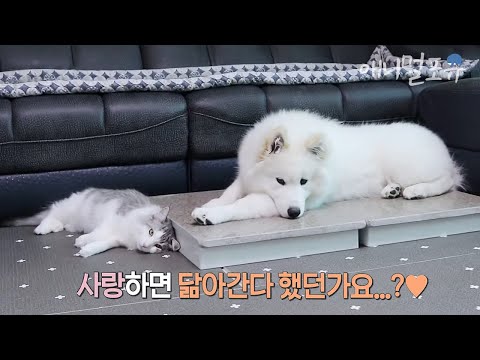 개냥이 조합은 못참지!🐱🐶 냥냥펀치 날려도 그저 좋은 강아지와 점점 개가 되어가는 고양이 ㅋㅋㅋ｜KBS 무한리필 샐러드 200410 방송