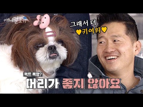 너무 순해서 강형욱 훈련사가 거의 볼 일 없다는 시추 ㅋㅋㅋ | 개는 훌륭하다 EP17 | KBS 200302 방송