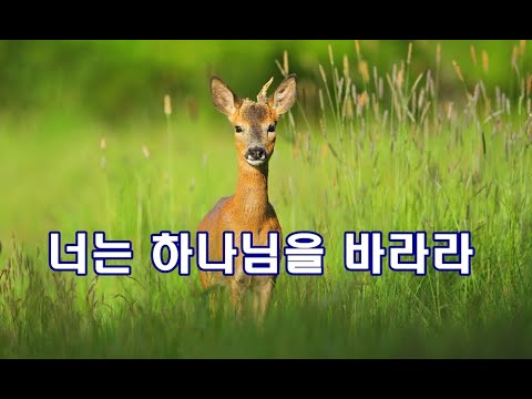 너는 하나님을 바라라  (사슴이 시냇물을) 박수영로뎀나무ccm. broom tree