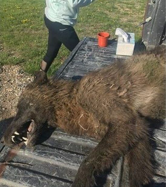 Wolf-Like' Creature Shot Near Montana Ranch Puzzles Experts - Bbc News