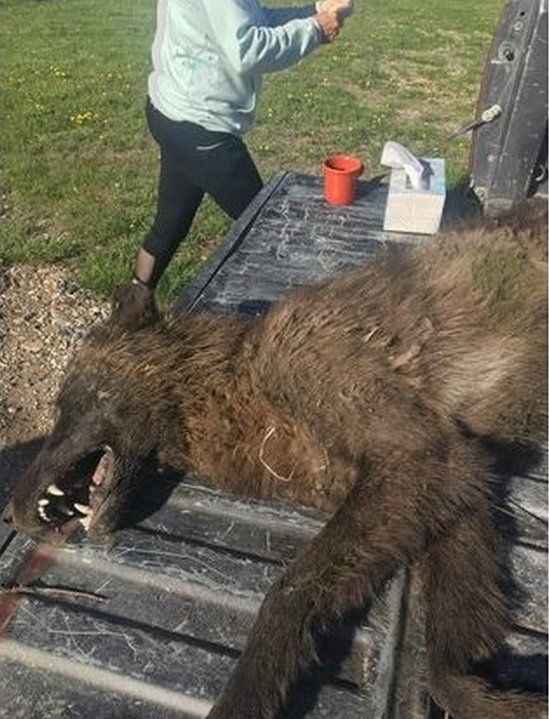 Wolf-Like' Creature Shot Near Montana Ranch Puzzles Experts - Bbc News