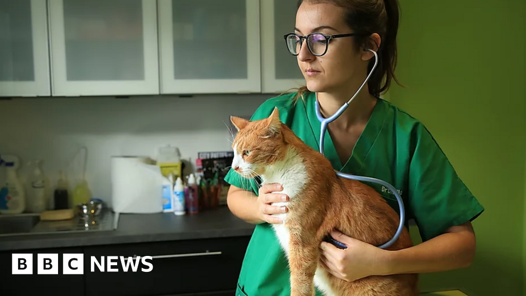 Why The French Are 'European Champions' At Abandoning Pets - Bbc News