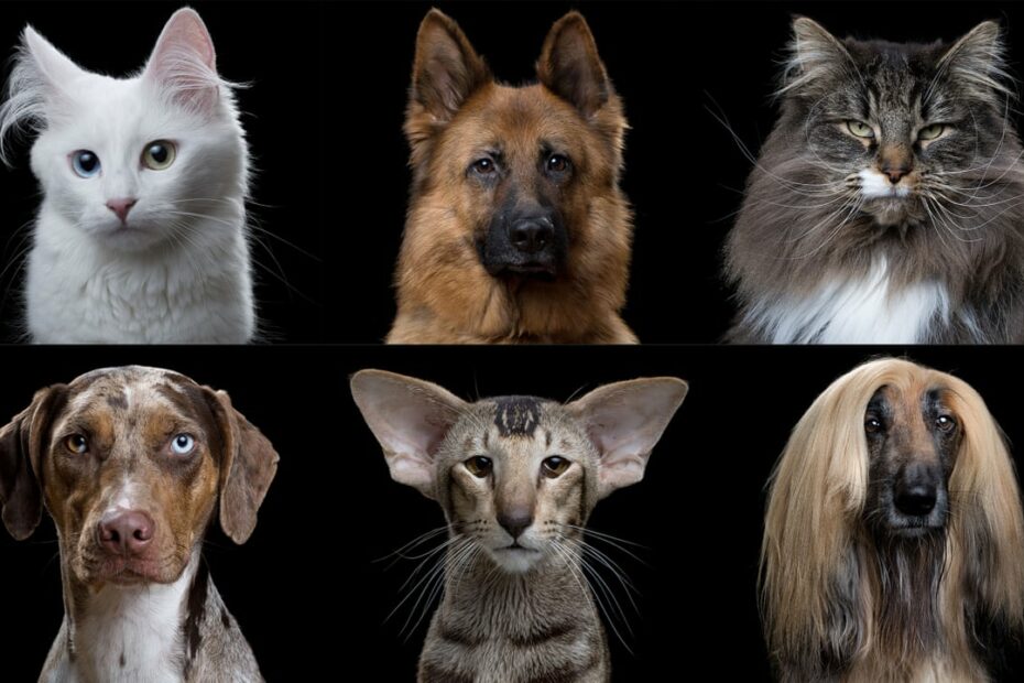 Cats Vs Dogs: In Terms Of Evolution, Are We Barking Up The Wrong Tree? |  Science | The Guardian