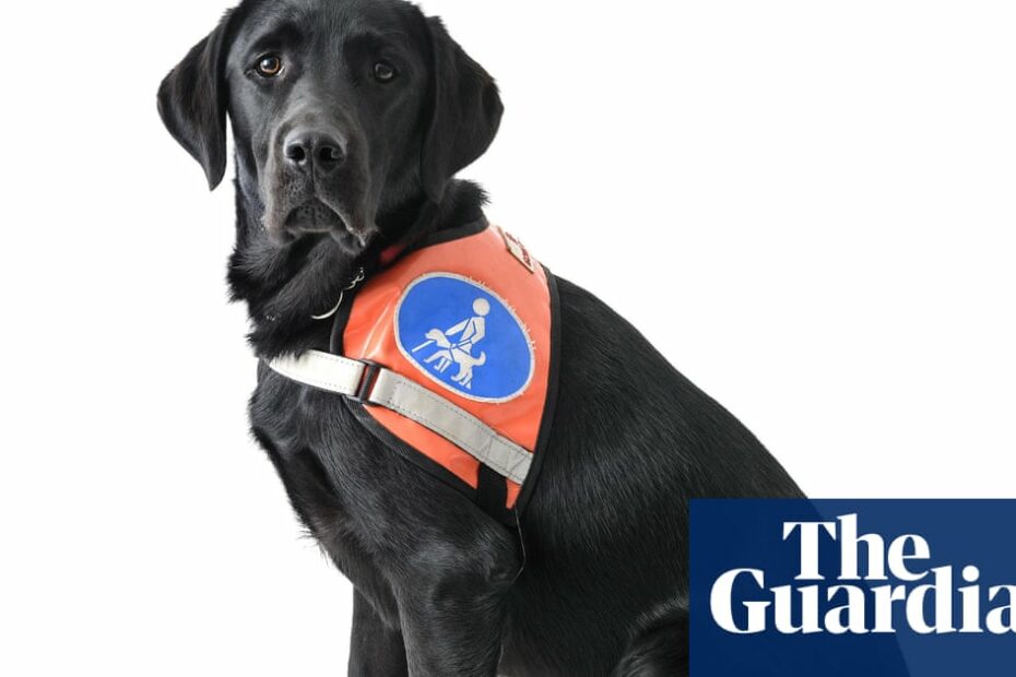 The Number Of Fake Emotional Support Dogs Is Exploding – Why? | Pets | The  Guardian