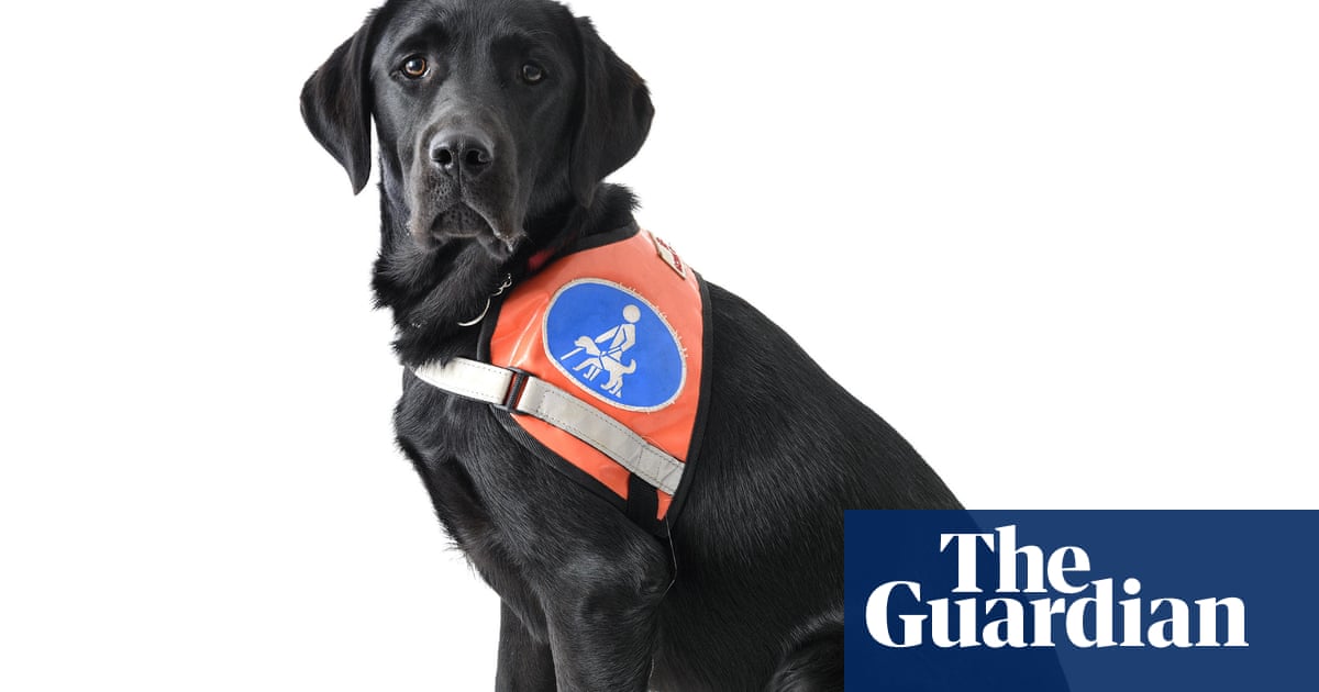 The Number Of Fake Emotional Support Dogs Is Exploding – Why? | Pets | The  Guardian