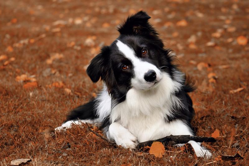 Is The Border Collie The Canine Companion For You? | Lovetoknow Pets