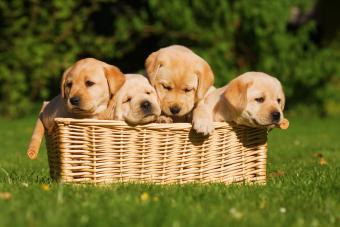 How To Responsibly Sell Your Unexpected Litter Of Puppies | Lovetoknow Pets