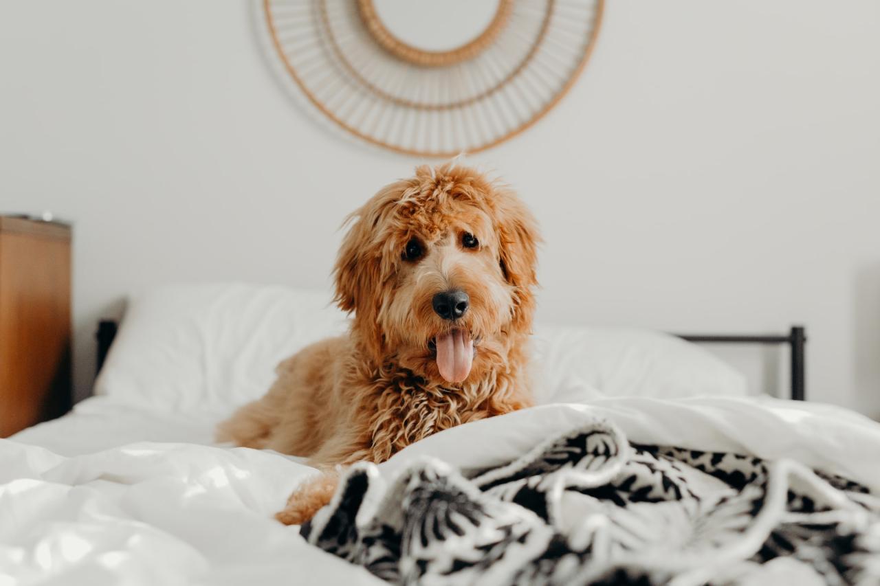 How Much Does A Goldendoodle Cost? Comprehensive Guide