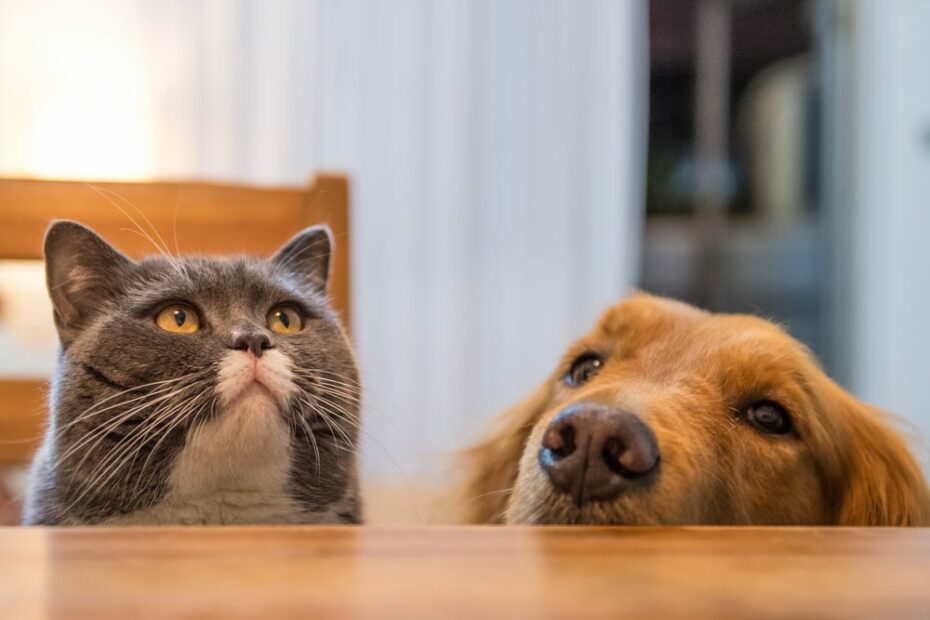 Everything You Need To Know About Getting A Cat And Dog