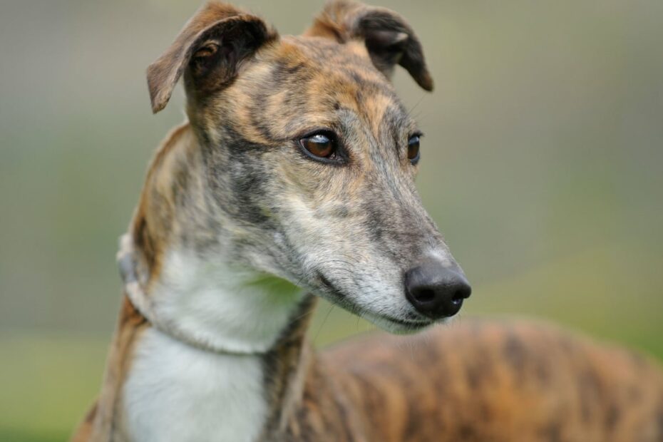 Racing Greyhounds Are Well Looked After | Greyhound Racing | The Guardian