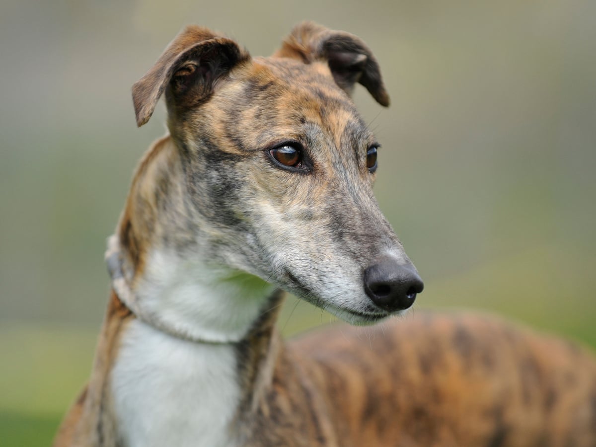 Racing Greyhounds Are Well Looked After | Greyhound Racing | The Guardian