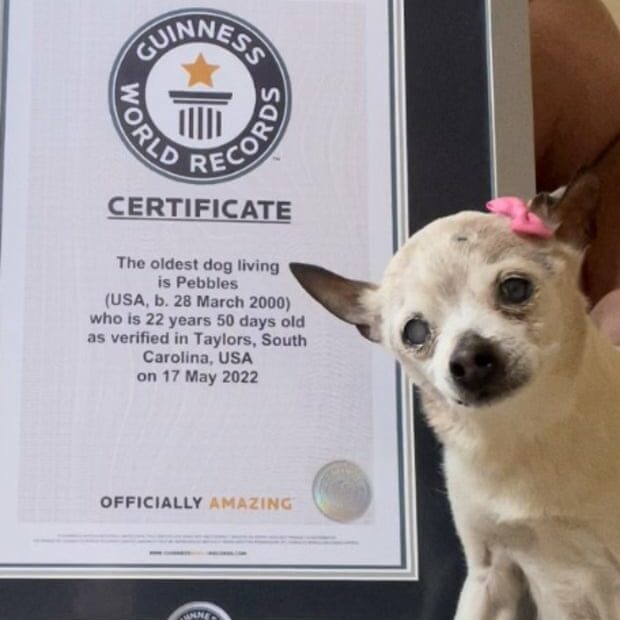 Pebbles, 22, Unseats Tobykeith The Chihuahua As World'S Oldest Dog | Dogs |  The Guardian