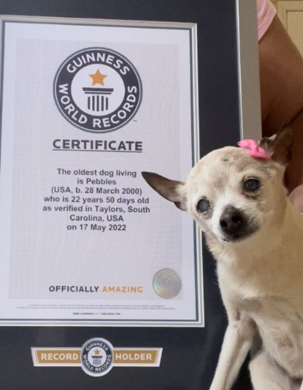 Pebbles, 22, Unseats Tobykeith The Chihuahua As World'S Oldest Dog | Dogs |  The Guardian