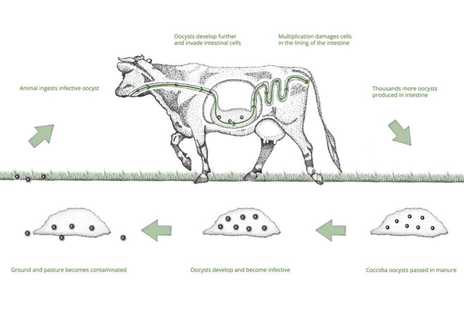 Coccidiosis | Diseases & Solutions | Farm Health First