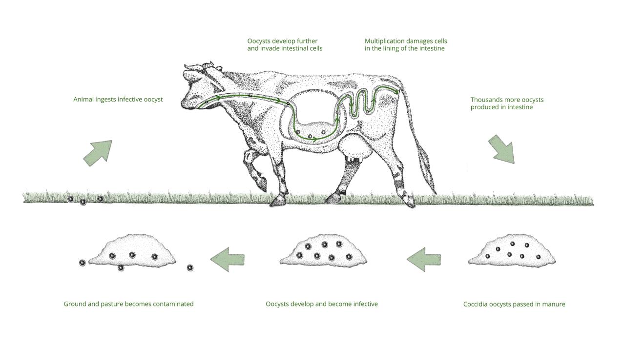 Coccidiosis | Diseases & Solutions | Farm Health First