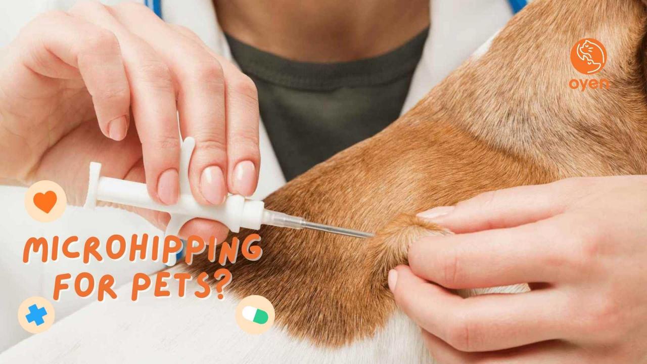 Does Microchipping Hurt Your Dogs And Cats?