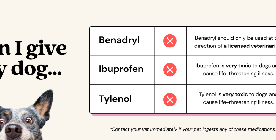 Can You Give A Dog Benadryl?