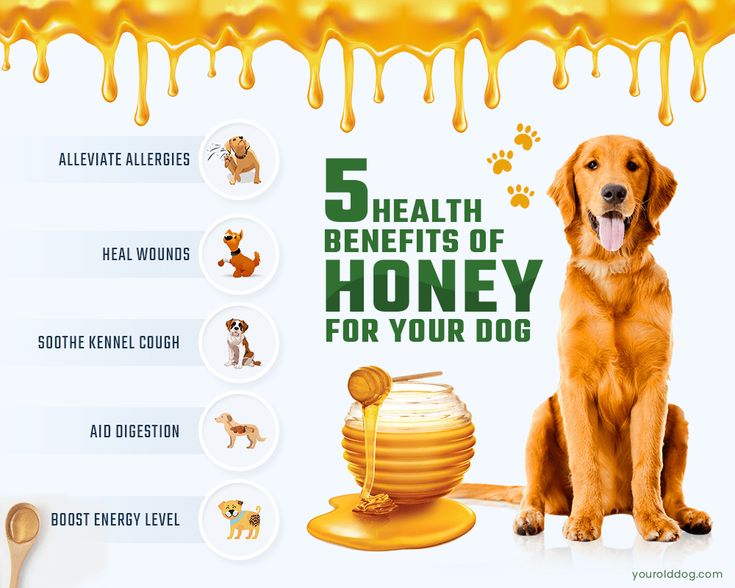 Honey For Dogs & How To Safely Use It | Can Dogs Eat, Dog Eating, Honey  Benefits