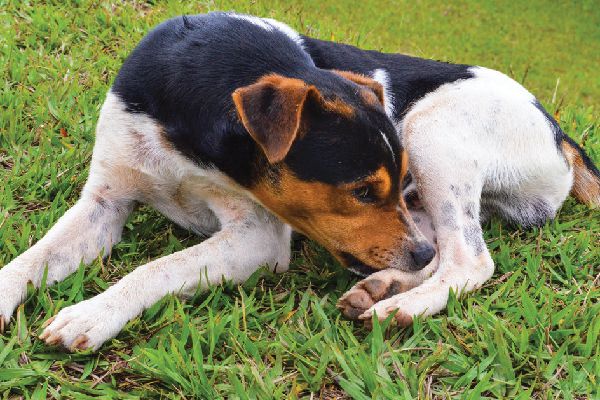 Why Do Dogs Chew Their Feet? Reasons Why And What To Do