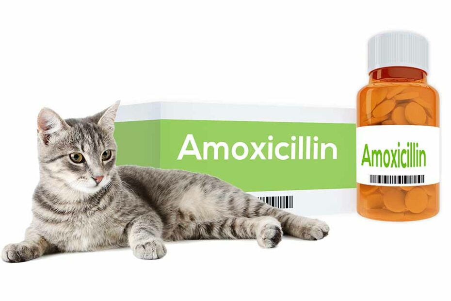 Amoxicillin For Cats - How It Works, Dosage And Side Effects