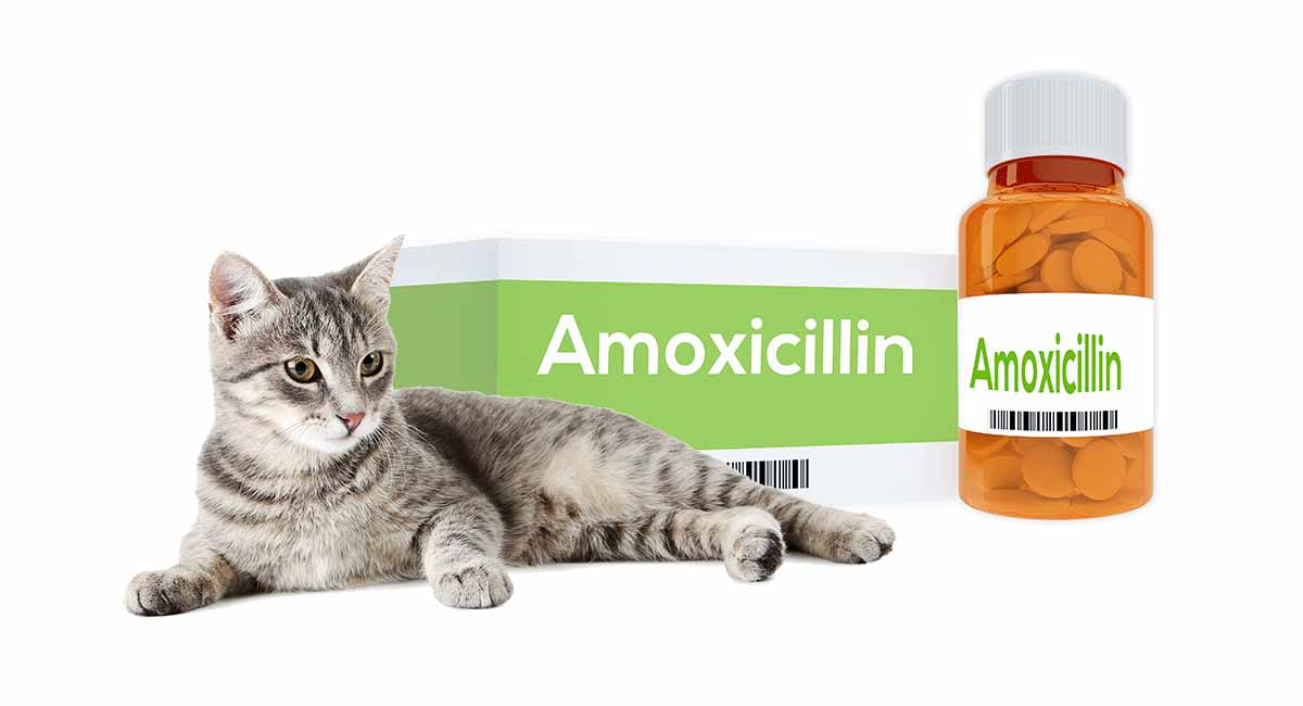 Amoxicillin For Cats - How It Works, Dosage And Side Effects