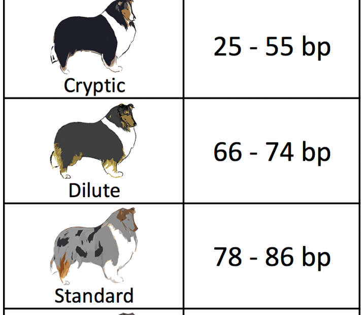 On Biology The Genetics Of Merle Coat Patterns In Dogs