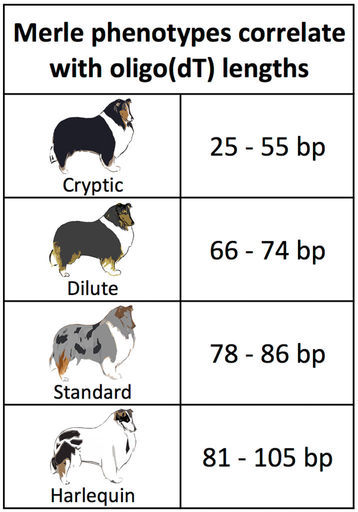 On Biology The Genetics Of Merle Coat Patterns In Dogs