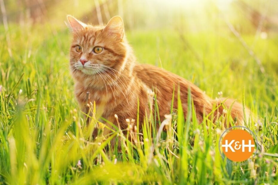 What Temperature Is Too Hot For Cats? — K&H Pet Products
