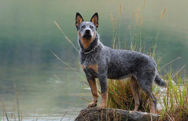 Blue Heeler Dog Breed Information: Everything You Need To Know | All Things  Dogs