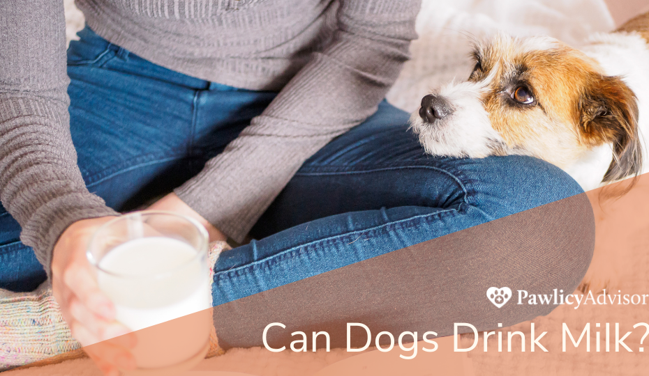 Can Dogs Drink Milk? Here'S Everything You Need To Know | Pawlicy Advisor