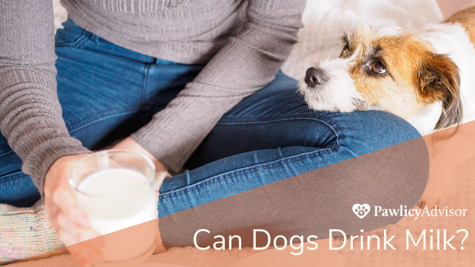 Can Dogs Drink Milk? Here'S Everything You Need To Know | Pawlicy Advisor