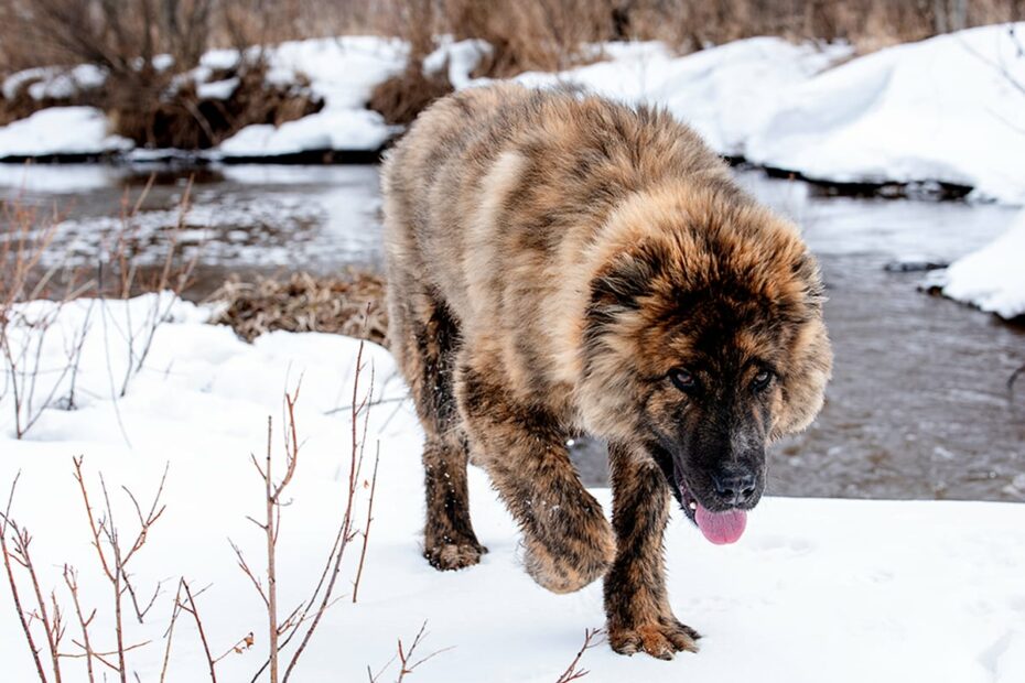 What'S The Price Of A Caucasian Shepherd In 2023? | Spot