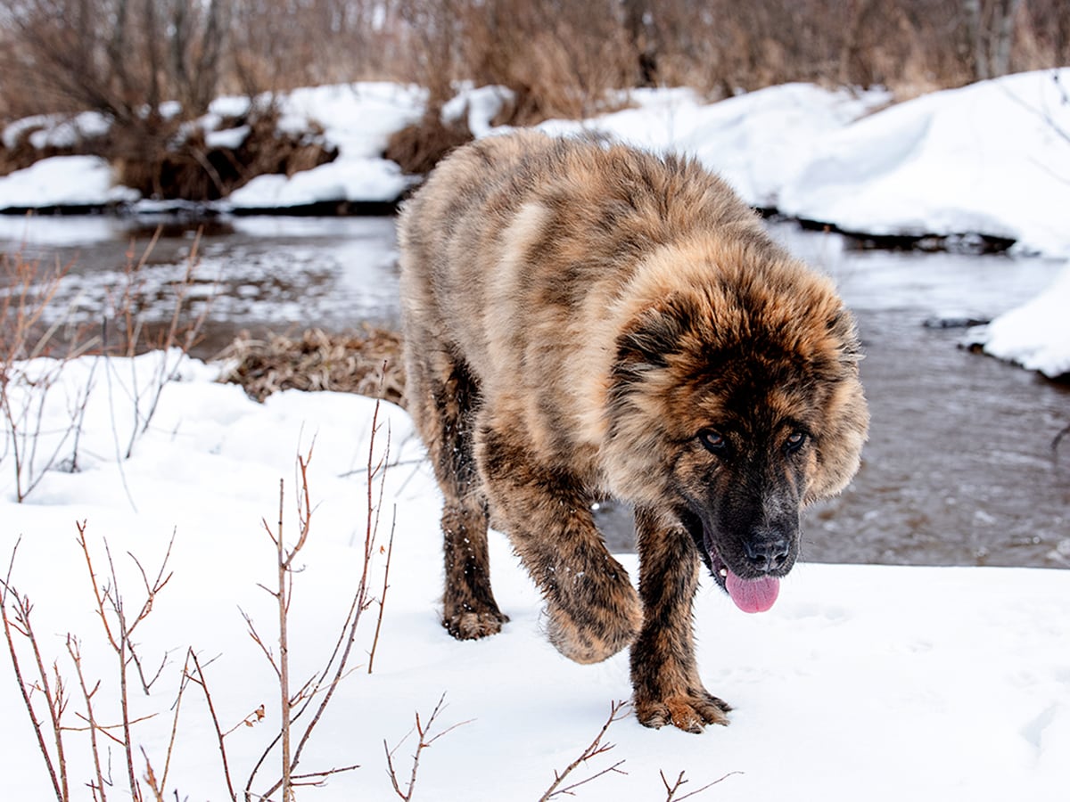 What'S The Price Of A Caucasian Shepherd In 2023? | Spot