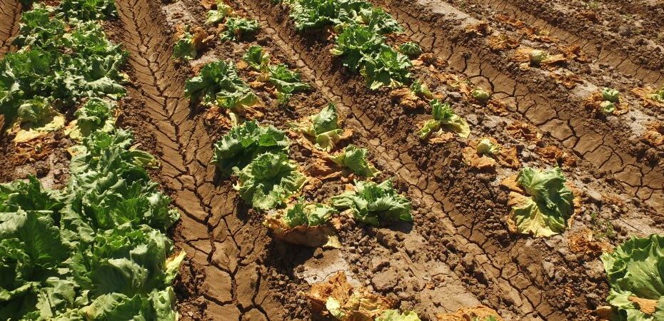 Fusarium Wilt Of Lettuce | Yuma Center Of Excellence For Desert Agriculture