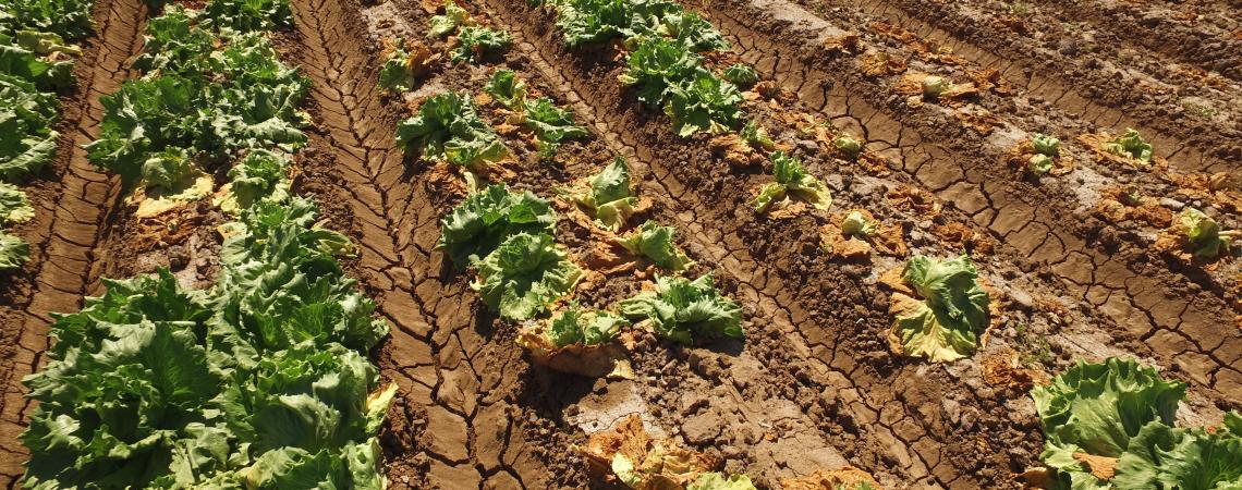 Fusarium Wilt Of Lettuce | Yuma Center Of Excellence For Desert Agriculture