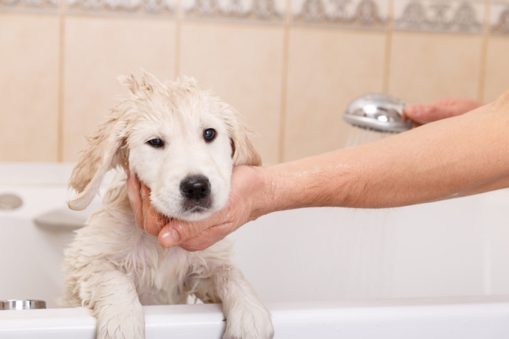 Can I Give My Dog Mouthwash? Here'S Why You Shouldn'T