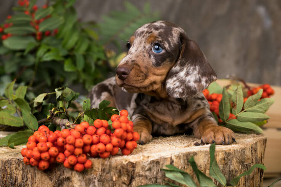 How Big Does A Miniature Dachshund Get? - For My Dachshund