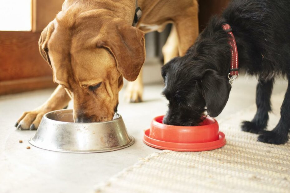 How Long Does It Take For Dogs To Digest Food? - Whole Dog Journal