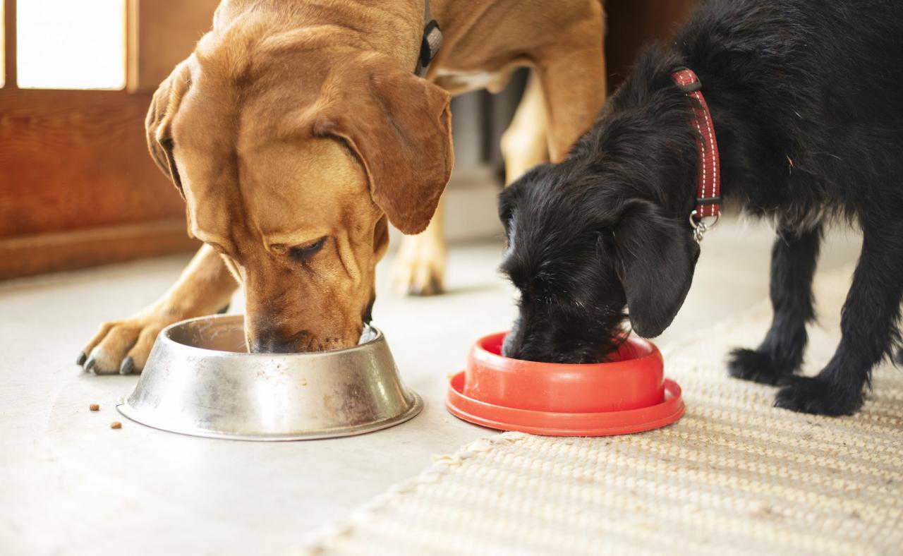 How Long Does It Take For Dogs To Digest Food? - Whole Dog Journal