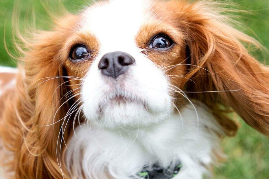 Can You Cut Dog Whiskers? - Whole Dog Journal