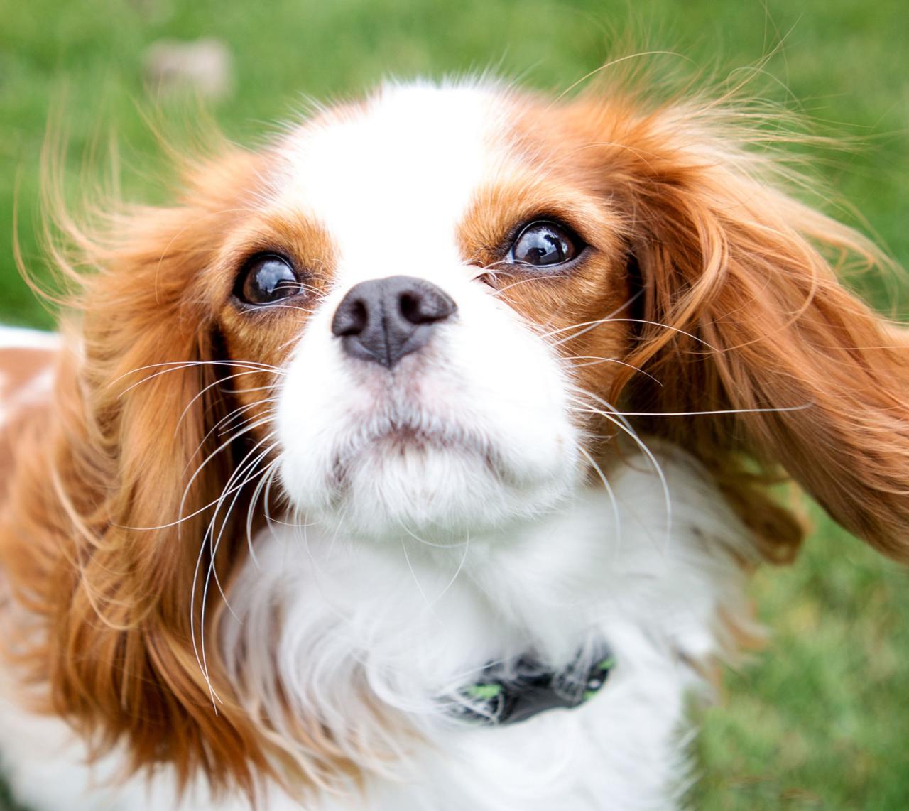 Can You Cut Dog Whiskers? - Whole Dog Journal