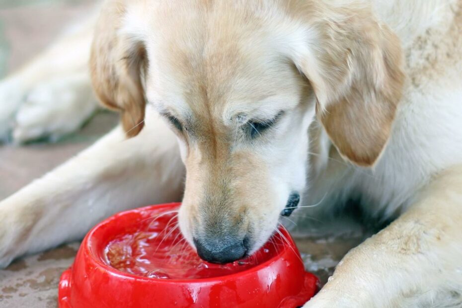 Dog Coughs After Drinking Water - Whole Dog Journal