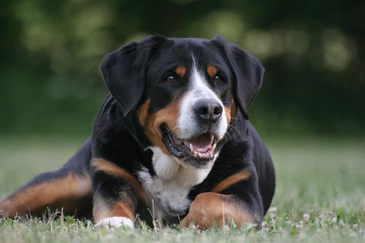 Greater Swiss Mountain Dog Dog Breed Information