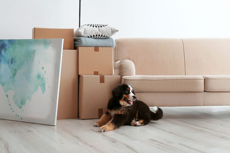 6 Ways To Help Your Dog Adjust To A New Home · The Wildest